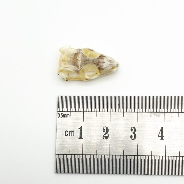 Taxidermy Skull Many-striped Skink Eutropis multifasciata - TaxidermyArtistry Taxidermy Skull Many-striped Skink Eutropis multifasciata - TaxidermyArtistry