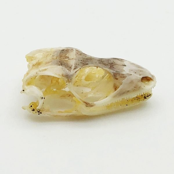 Taxidermy Skull Many-striped Skink Eutropis multifasciata - TaxidermyArtistry Taxidermy Skull Many-striped Skink Eutropis multifasciata - TaxidermyArtistry