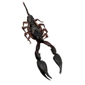 Taxidermy Wood Forest Scorpion Specimen - TaxidermyArtistry