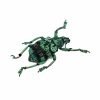 Teal Weevil Beetle (Eupholus chevrolati) - TaxidermyArtistry Teal Weevil Beetle (Eupholus chevrolati) - TaxidermyArtistry