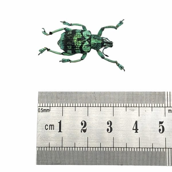 Teal Weevil Beetle (Eupholus chevrolati) - TaxidermyArtistry Teal Weevil Beetle (Eupholus chevrolati) - TaxidermyArtistry
