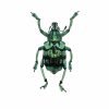 Teal Weevil Beetle (Eupholus chevrolati) - TaxidermyArtistry Teal Weevil Beetle (Eupholus chevrolati) - TaxidermyArtistry