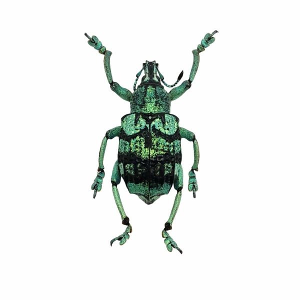 Teal Weevil Beetle (Eupholus chevrolati) - TaxidermyArtistry Teal Weevil Beetle (Eupholus chevrolati) - TaxidermyArtistry