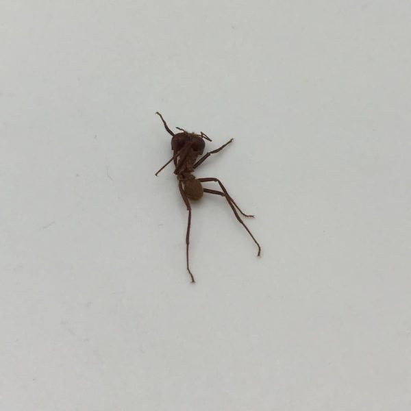 Ten (x10) Atta sexdens Leaf Cutter Ant Peru - TaxidermyArtistry Ten (x10) Atta sexdens Leaf Cutter Ant Peru - TaxidermyArtistry