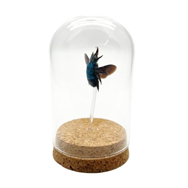 The Blue Carpenter Bee Mounted in a Glass Dome Bell Jar (Xylocopa caerulea) - TaxidermyArtistry The Blue Carpenter Bee Mounted in a Glass Dome Bell Jar (Xylocopa caerulea) - TaxidermyArtistry