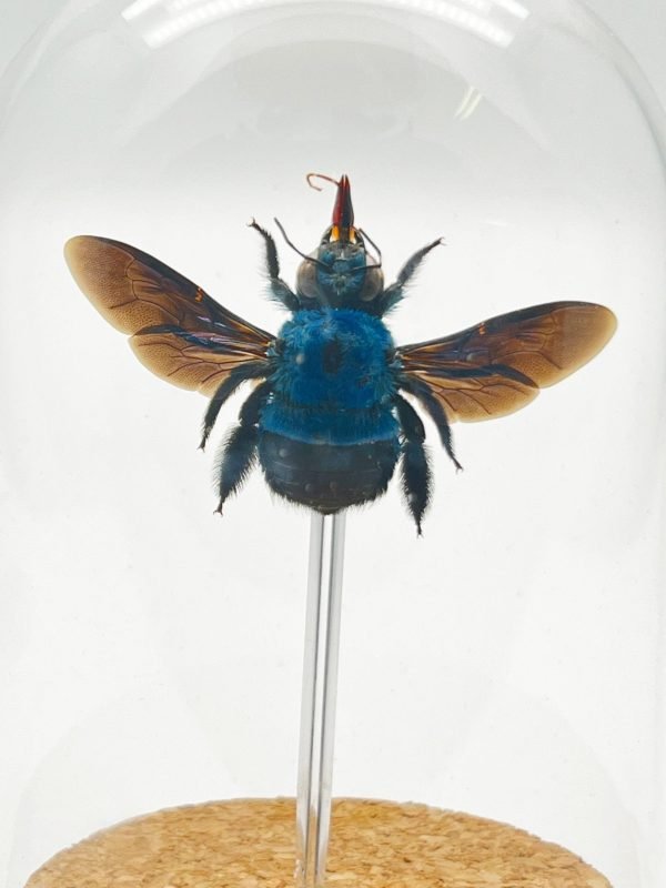 The Blue Carpenter Bee Mounted in a Glass Dome Bell Jar (Xylocopa caerulea) - TaxidermyArtistry The Blue Carpenter Bee Mounted in a Glass Dome Bell Jar (Xylocopa caerulea) - TaxidermyArtistry