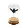The Blue Carpenter Bee Mounted in a Glass Dome Bell Jar (Xylocopa caerulea) - TaxidermyArtistry The Blue Carpenter Bee Mounted in a Glass Dome Bell Jar (Xylocopa caerulea) - TaxidermyArtistry