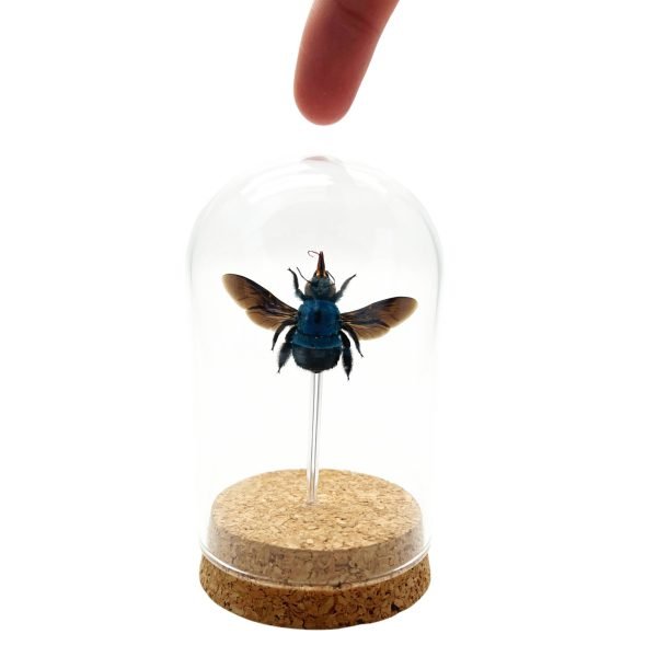 The Blue Carpenter Bee Mounted in a Glass Dome Bell Jar (Xylocopa caerulea) - TaxidermyArtistry The Blue Carpenter Bee Mounted in a Glass Dome Bell Jar (Xylocopa caerulea) - TaxidermyArtistry