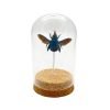 The Blue Carpenter Bee Mounted in a Glass Dome Bell Jar (Xylocopa caerulea) - TaxidermyArtistry The Blue Carpenter Bee Mounted in a Glass Dome Bell Jar (Xylocopa caerulea) - TaxidermyArtistry