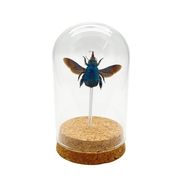 The Blue Carpenter Bee Mounted in a Glass Dome Bell Jar (Xylocopa caerulea) - TaxidermyArtistry The Blue Carpenter Bee Mounted in a Glass Dome Bell Jar (Xylocopa caerulea) - TaxidermyArtistry