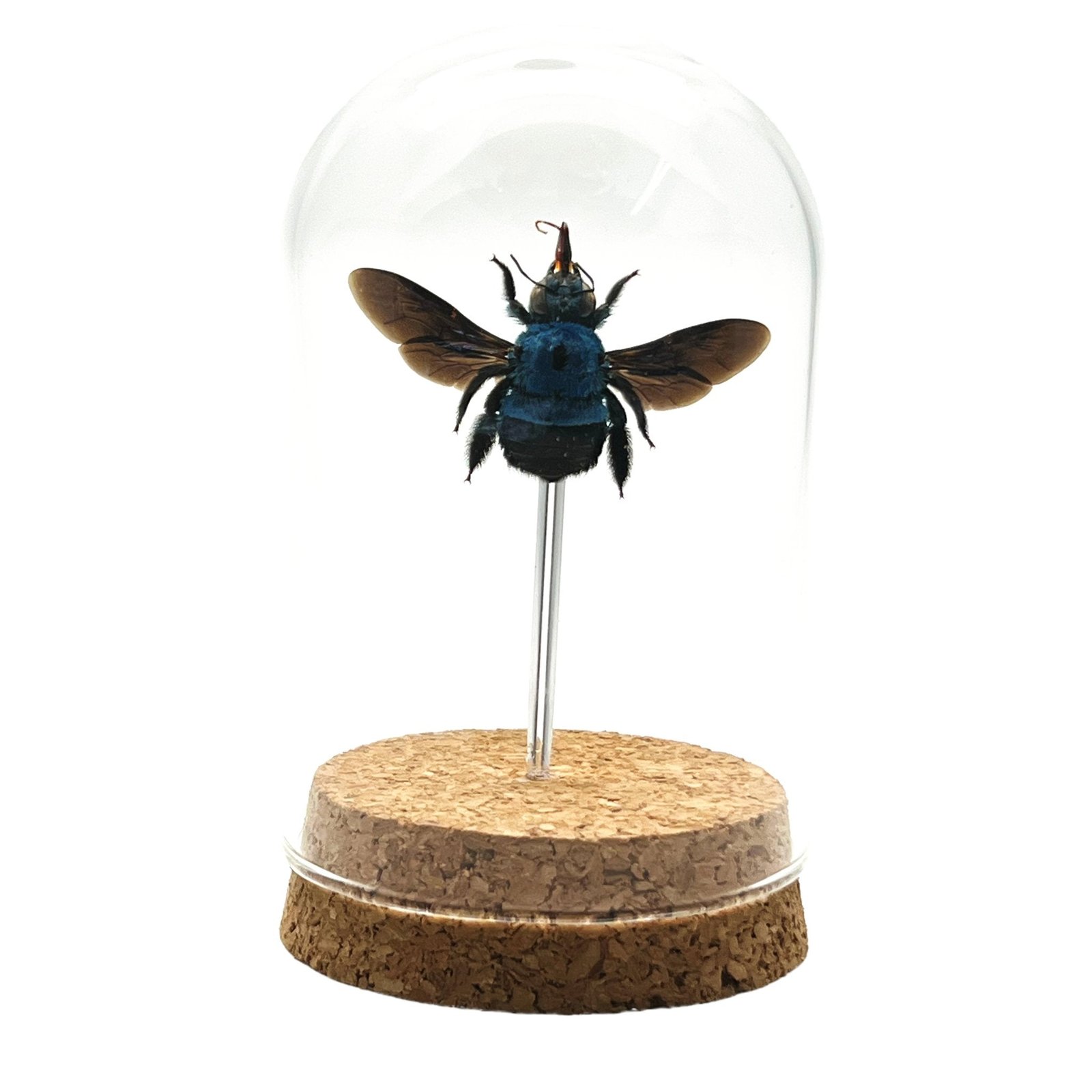 The Blue Carpenter Bee Mounted in a Glass Dome Bell Jar (Xylocopa caerulea)