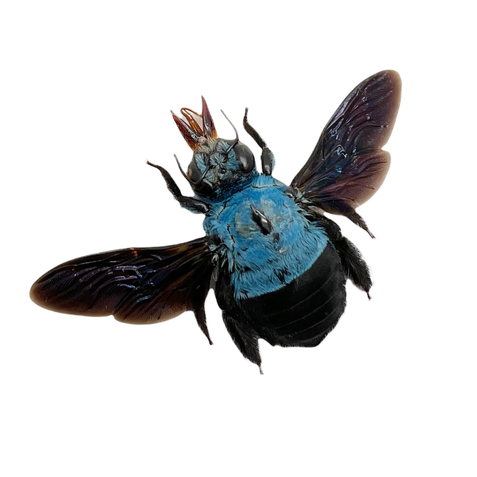 The Blue Carpenter Bee Xylocopa caerulea (F)