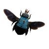 The Blue Carpenter Bee Xylocopa caerulea (F) - TaxidermyArtistry