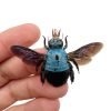 The Blue Carpenter Bee Xylocopa caerulea (F) - TaxidermyArtistry