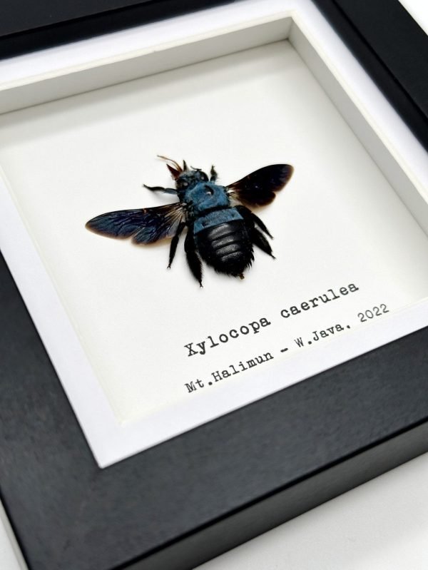 The Blue Carpenter Bee (Xylocopa caerulea) Framed Specimen - TaxidermyArtistry The Blue Carpenter Bee (Xylocopa caerulea) Framed Specimen - TaxidermyArtistry