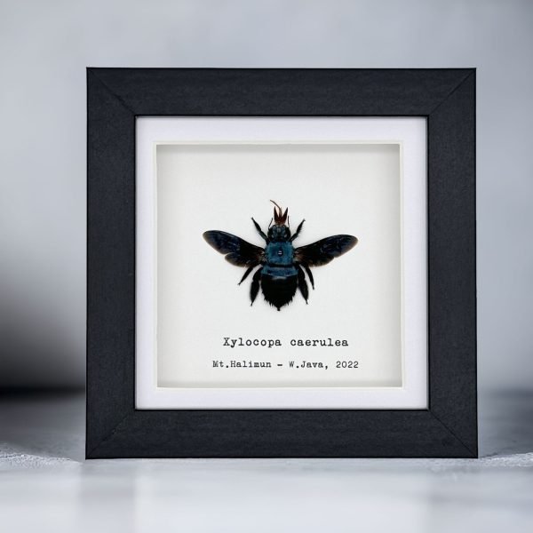 The Blue Carpenter Bee (Xylocopa caerulea) Framed Specimen - TaxidermyArtistry The Blue Carpenter Bee (Xylocopa caerulea) Framed Specimen - TaxidermyArtistry