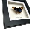 The Blue Pansy Butterfly Frame (Junonia orithya) - TaxidermyArtistry