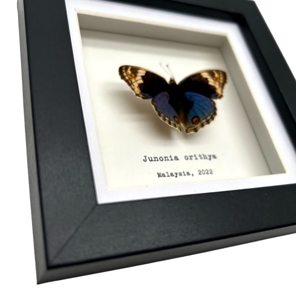 The Blue Pansy Butterfly Frame (Junonia orithya) - TaxidermyArtistry