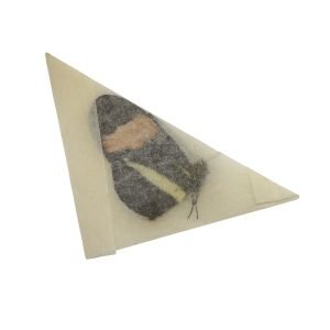 The Common Postman Butterfly (Heliconius melpomene) - TaxidermyArtistry