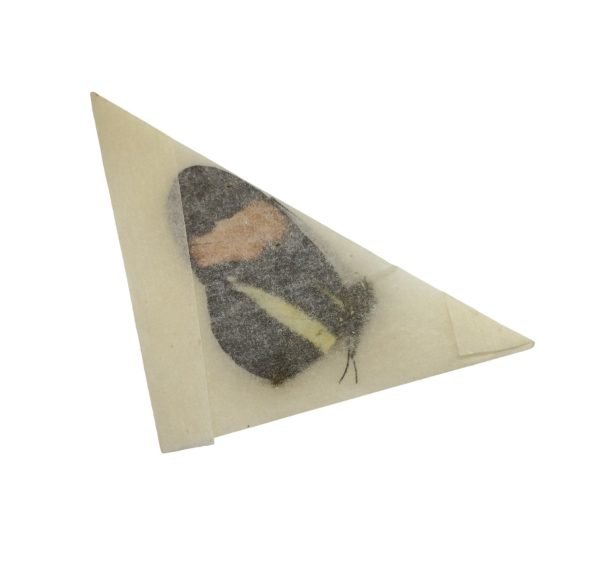 The Common Postman Butterfly (Heliconius melpomene) - TaxidermyArtistry