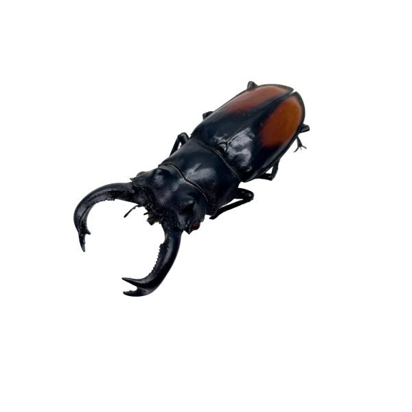 The Fighting Giant Stag Beetle (Hexarthrius parryi) 80MM+ - TaxidermyArtistry The Fighting Giant Stag Beetle (Hexarthrius parryi) 80MM+ - TaxidermyArtistry