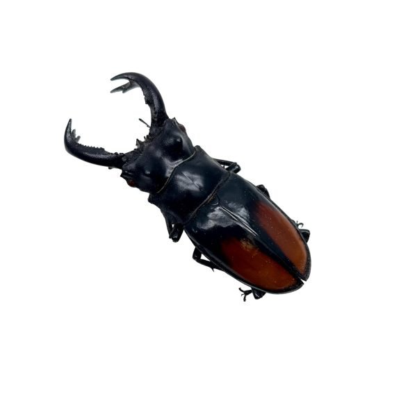 The Fighting Giant Stag Beetle (Hexarthrius parryi) 80MM+ - TaxidermyArtistry The Fighting Giant Stag Beetle (Hexarthrius parryi) 80MM+ - TaxidermyArtistry