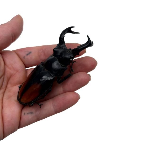 The Fighting Giant Stag Beetle (Hexarthrius parryi) 80MM+ - TaxidermyArtistry The Fighting Giant Stag Beetle (Hexarthrius parryi) 80MM+ - TaxidermyArtistry