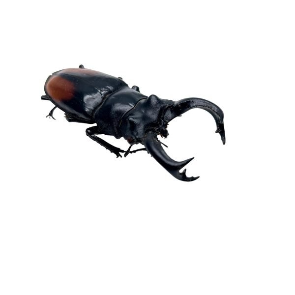 The Fighting Giant Stag Beetle (Hexarthrius parryi) 80MM+ - TaxidermyArtistry The Fighting Giant Stag Beetle (Hexarthrius parryi) 80MM+ - TaxidermyArtistry
