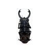 The Fighting Giant Stag Beetle (Hexarthrius parryi) 80MM+ - TaxidermyArtistry The Fighting Giant Stag Beetle (Hexarthrius parryi) 80MM+ - TaxidermyArtistry