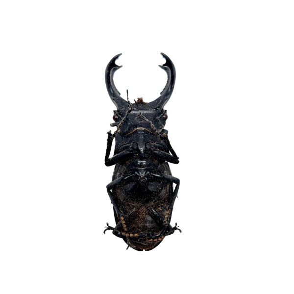 The Fighting Giant Stag Beetle (Hexarthrius parryi) 80MM+ - TaxidermyArtistry The Fighting Giant Stag Beetle (Hexarthrius parryi) 80MM+ - TaxidermyArtistry