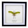 The Giant Flower Katydid Frame (Orthoptera sp) - TaxidermyArtistry The Giant Flower Katydid Frame (Orthoptera sp) - TaxidermyArtistry