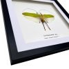 The Giant Flower Katydid Frame (Orthoptera sp) - TaxidermyArtistry The Giant Flower Katydid Frame (Orthoptera sp) - TaxidermyArtistry