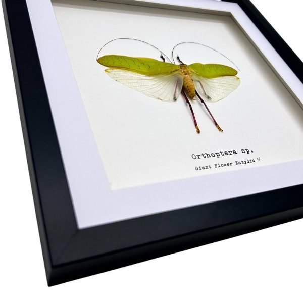 The Giant Flower Katydid Frame (Orthoptera sp) - TaxidermyArtistry The Giant Flower Katydid Frame (Orthoptera sp) - TaxidermyArtistry