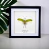 The Giant Flower Katydid Frame (Orthoptera sp) - TaxidermyArtistry The Giant Flower Katydid Frame (Orthoptera sp) - TaxidermyArtistry