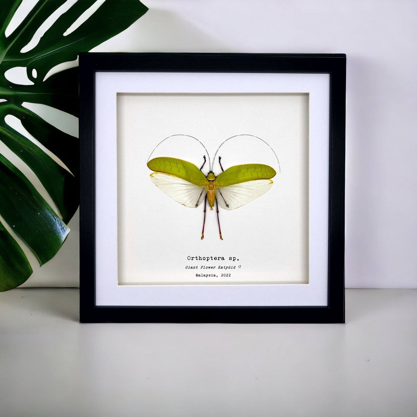 The Giant Flower Katydid Frame (Orthoptera sp)