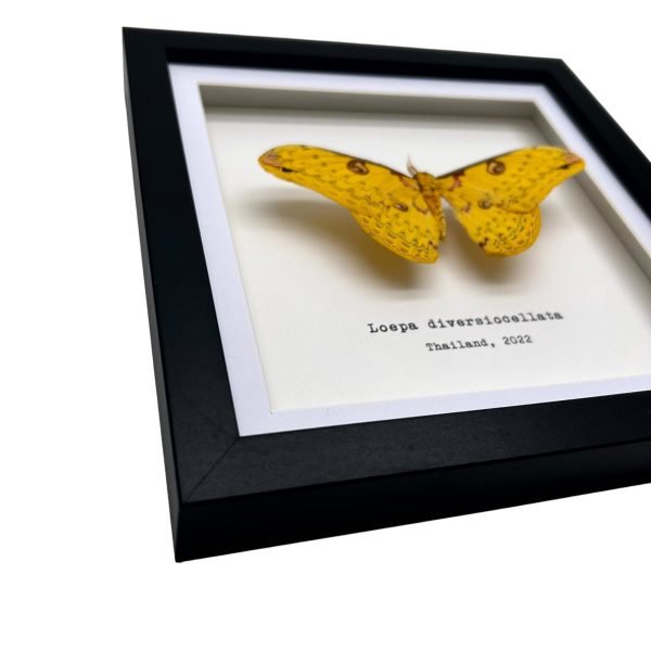 The Golden Emperor Moth Frame (Loepa diversiocellata) - TaxidermyArtistry The Golden Emperor Moth Frame (Loepa diversiocellata) - TaxidermyArtistry
