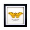 The Golden Emperor Moth Frame (Loepa diversiocellata) - TaxidermyArtistry The Golden Emperor Moth Frame (Loepa diversiocellata) - TaxidermyArtistry