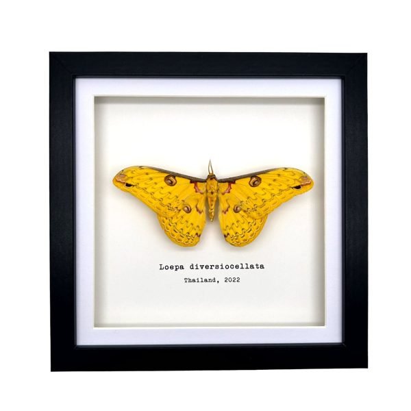 The Golden Emperor Moth Frame (Loepa diversiocellata) - TaxidermyArtistry The Golden Emperor Moth Frame (Loepa diversiocellata) - TaxidermyArtistry