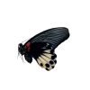 The Great Mormon Butterfly (Papilio memnon) FEMALE - TaxidermyArtistry