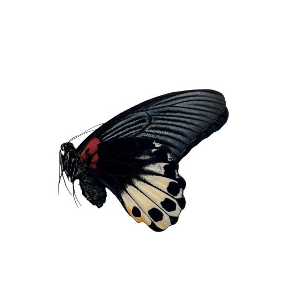The Great Mormon Butterfly (Papilio memnon) FEMALE - TaxidermyArtistry