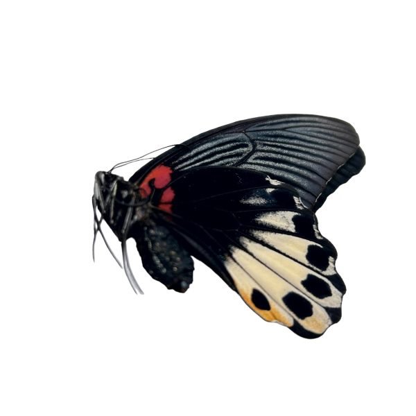 The Great Mormon Butterfly (Papilio memnon) FEMALE - TaxidermyArtistry
