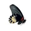 The Great Mormon Butterfly (Papilio memnon) FEMALE - TaxidermyArtistry