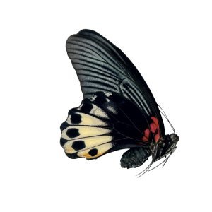 The Great Mormon Butterfly (Papilio memnon) FEMALE - TaxidermyArtistry