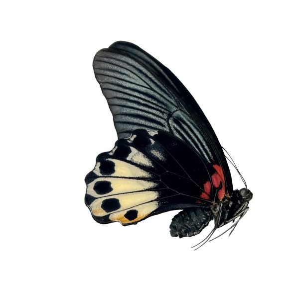 The Great Mormon Butterfly (Papilio memnon) FEMALE - TaxidermyArtistry