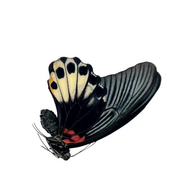 The Great Mormon Butterfly (Papilio memnon) FEMALE - TaxidermyArtistry