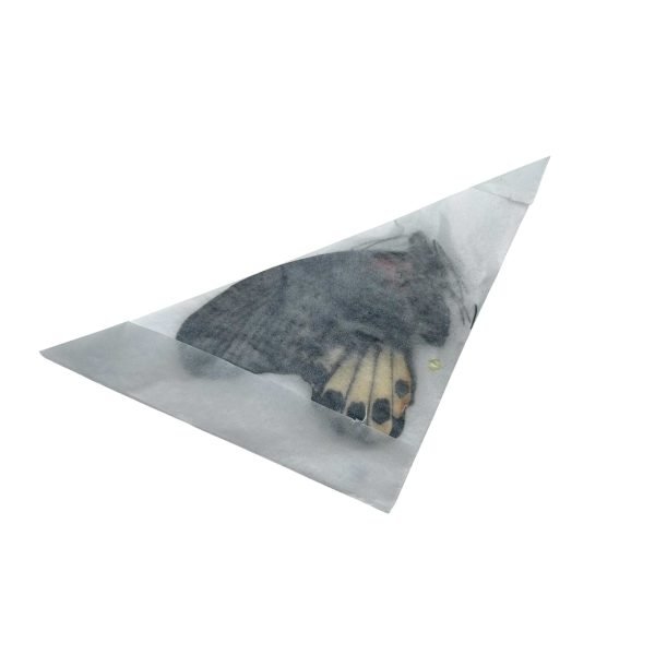 The Great Mormon Butterfly (Papilio memnon) FEMALE - TaxidermyArtistry