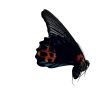 The Great Mormon Butterfly (Papilio memnon) MALE - TaxidermyArtistry