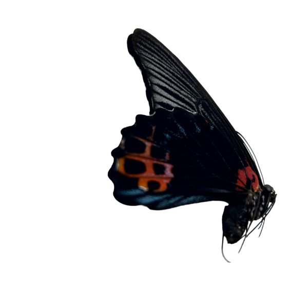 The Great Mormon Butterfly (Papilio memnon) MALE - TaxidermyArtistry