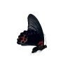 The Great Mormon Butterfly (Papilio memnon) MALE - TaxidermyArtistry