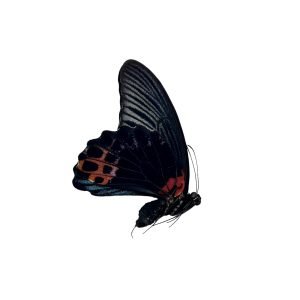 The Great Mormon Butterfly (Papilio memnon) MALE - TaxidermyArtistry